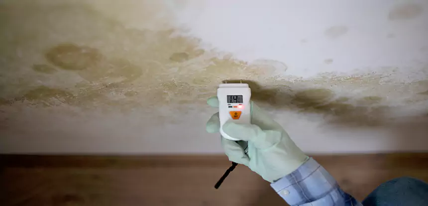 Emergency Mold Remediation in Forest Park