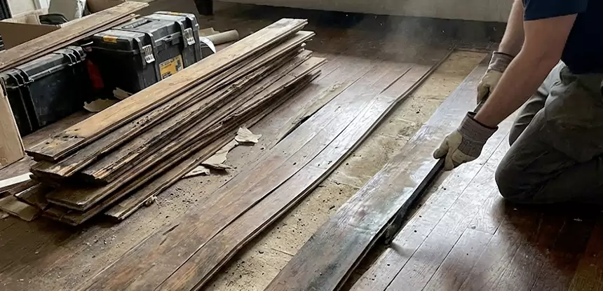 Wood Rot and Fungus Repair in Forest Park