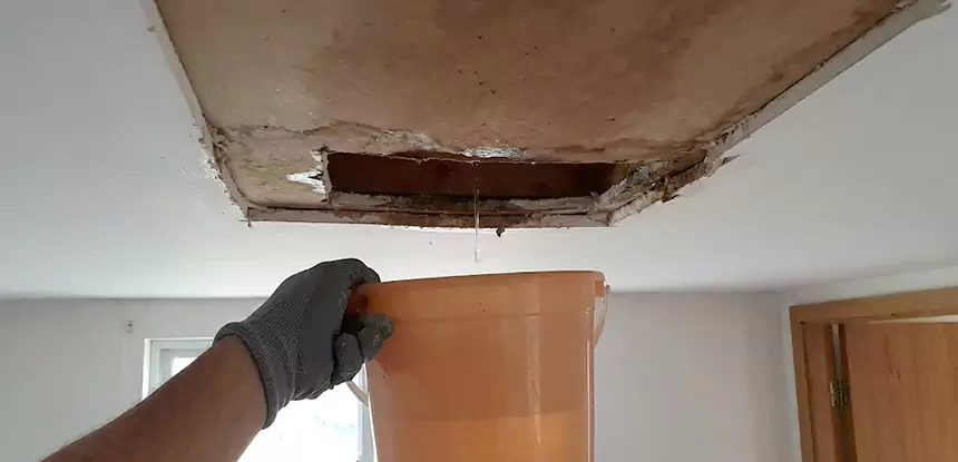 Ceiling Mold Repair Forest Park 